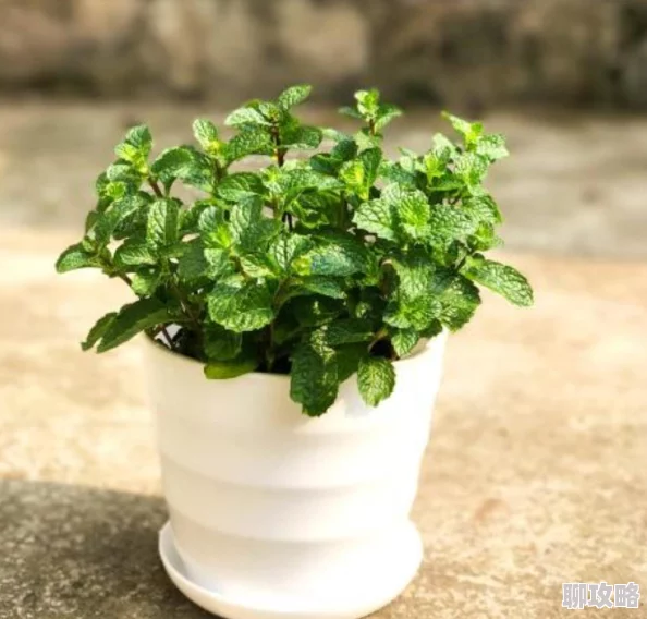 看来太久没人给你滋润了土壤都干裂了看来是时候给你浇点水了