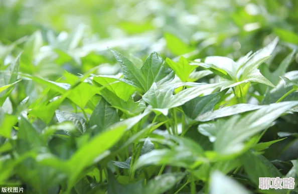 看来太久没人给你滋润了土壤都干裂了看来是时候给你浇点水了