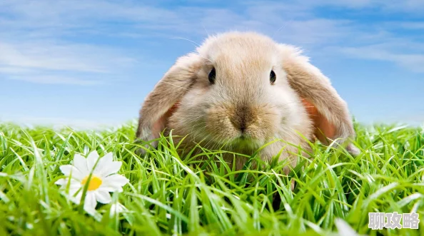 老师的兔子好多水小兔子们喝饱了开始在草地上快乐地玩耍追逐嬉戏