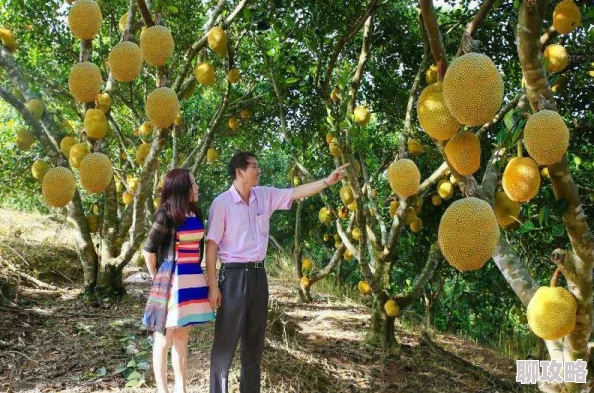 菠萝蜜菠萝菠萝菠萝6研发顺利进行中预计将于明年夏季正式上线 菠萝蜜菠萝菠萝菠萝6研发顺利进行中预计将于明年夏季正式上线