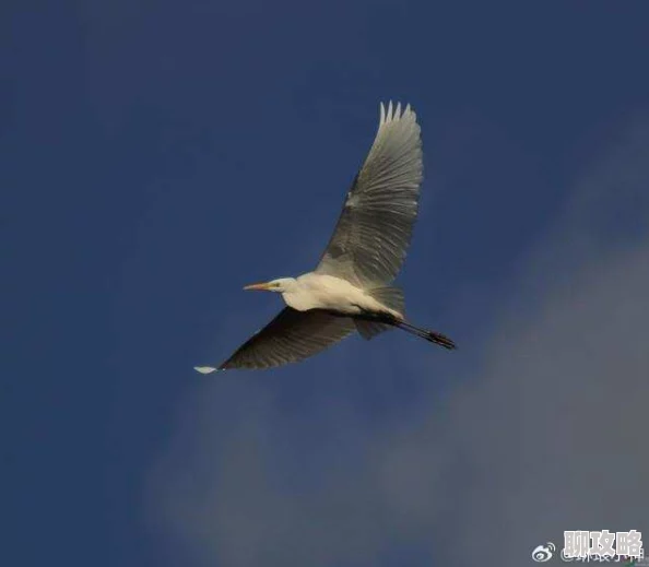 一本大道一卡二卡云之羽追逐梦想勇往直前让心灵自由翱翔 一本大道一卡二卡云之羽追逐梦想勇往直前让心灵自由翱翔