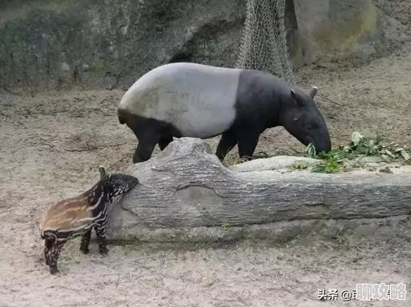 疯狂动物园新挑战：急速肥猪赛，长得胖却速度惊人刷新认知！