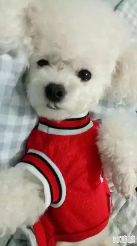 《守护者们》萌宠短腿提姆新形象揭秘：加入奇幻冒险，解锁逗趣新鲜事！