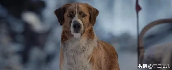 搜番网野性的呼唤勇敢追寻内心的声音拥抱真实的自我 搜番网野性的呼唤勇敢追寻内心的声音拥抱真实的自我