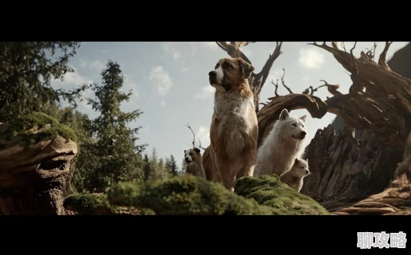 搜番网野性的呼唤勇敢追寻内心的声音拥抱真实的自我 搜番网野性的呼唤勇敢追寻内心的声音拥抱真实的自我