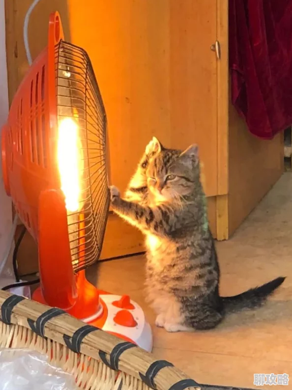 夜翼和骚猫生活中总有阳光与希望让我们勇敢追梦与前行