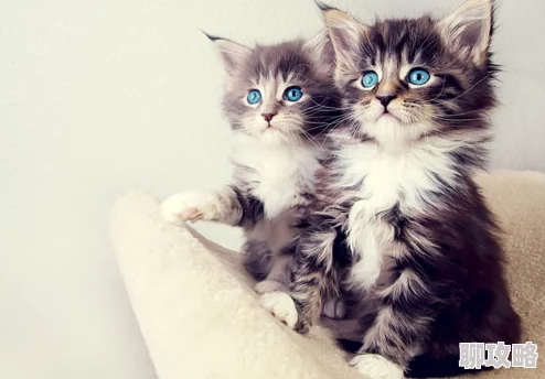 夜翼和骚猫生活中总有阳光与希望让我们勇敢追梦与前行