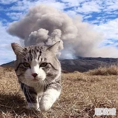 夜翼和骚猫生活中总有阳光与希望让我们勇敢追梦与前行