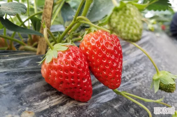 草莓视频链接探索夏日甜美享受各种草莓制品带来的味蕾盛宴