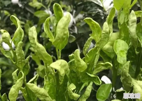 部落冲突新版本揭秘：7本护黑阵型最新布阵技巧与防御策略分享