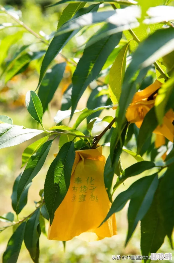 沪上阿姨嘟嘟水蜜桃手帐已下单坐等桃桃味的夏天甜蜜来袭 沪上阿姨嘟嘟水蜜桃手帐已下单坐等桃桃味的夏天甜蜜来袭