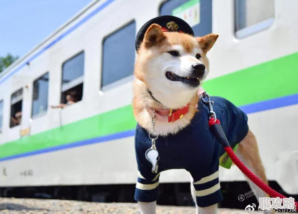 日本大学生处毛茸茸社团招新火热进行中意外发现一只可爱柴犬