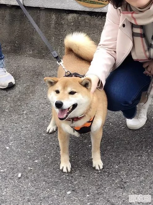 日本大学生处毛茸茸社团招新火热进行中意外发现一只可爱柴犬