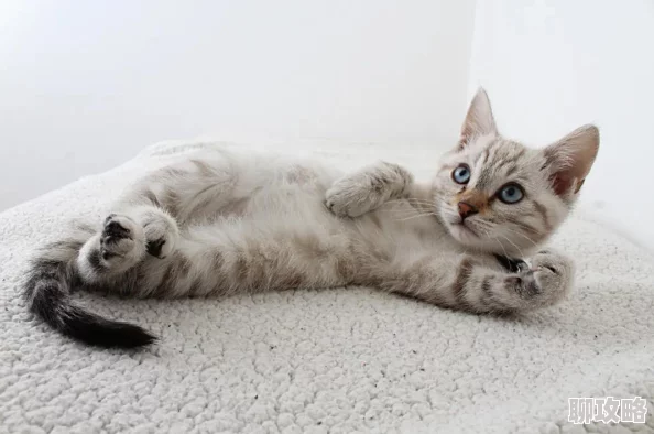 屋里响起粗喘和呻吟声h隔壁老王家的猫似乎又在半夜发情了