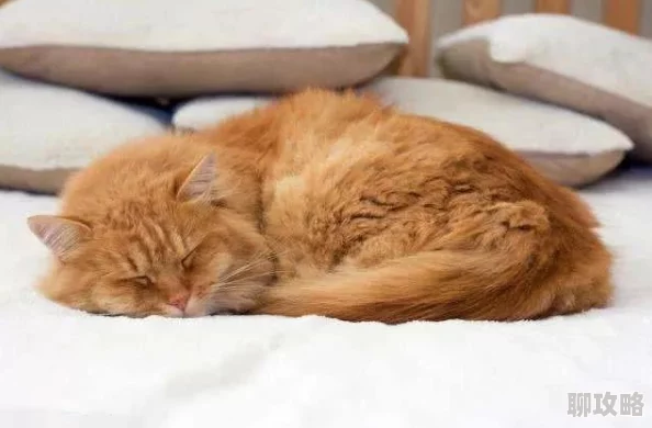 屋里响起粗喘和呻吟声h隔壁老王家的猫似乎又在半夜发情了