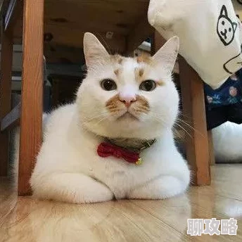 屋里响起粗喘和呻吟声h隔壁老王家的猫似乎又在半夜发情了