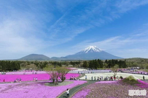 日本观看富士山下樱花盛开直播