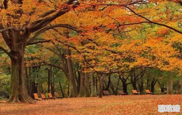 日本观看富士山下樱花盛开直播