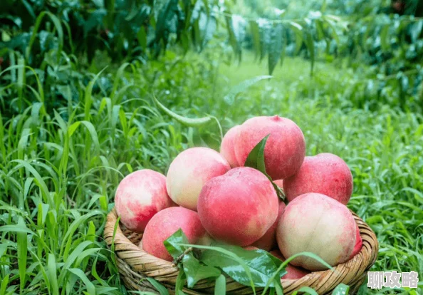 91密桃成熟的蜜桃汁水四溢甜美可口邀您品尝 91密桃成熟的蜜桃汁水四溢甜美可口邀您品尝