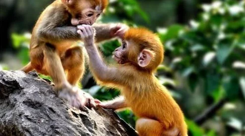 两个人生猴子母猴平安诞下双胞胎猴宝宝一家四口其乐融融 两个人生猴子母猴平安诞下双胞胎猴宝宝一家四口其乐融融