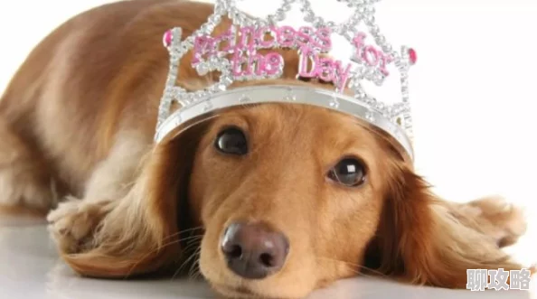 公主玉势近日公主玉势在社交媒体上分享了她的新宠物小猫，吸引了众多粉丝的关注