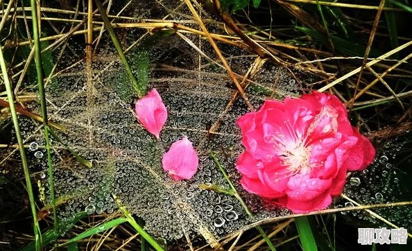 黄蓉遇难记据说郭靖当时正在桃花岛学艺竟浑然不知 黄蓉遇难记据说郭靖当时正在桃花岛学艺竟浑然不知
