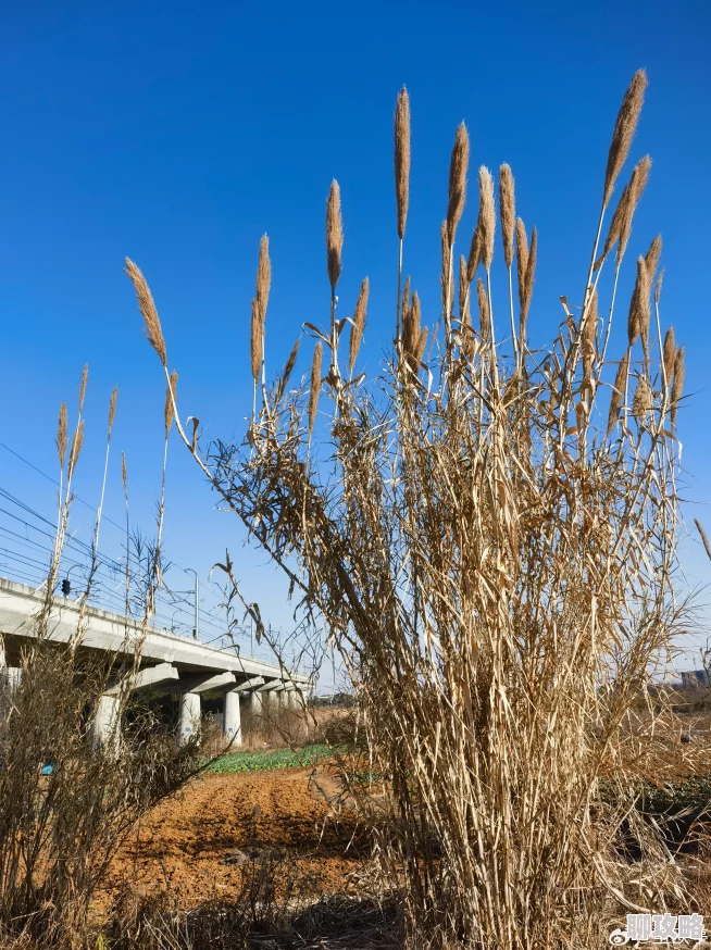 衰草全文免费读据传作者曾匿名打赏读者百万引发网友热议 衰草全文免费读据传作者曾匿名打赏读者百万引发网友热议
