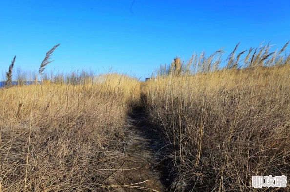 衰草全文免费读据传作者曾匿名打赏读者百万引发网友热议 衰草全文免费读据传作者曾匿名打赏读者百万引发网友热议
