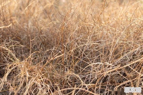 衰草全文免费读据传作者曾匿名打赏读者百万引发网友热议 衰草全文免费读据传作者曾匿名打赏读者百万引发网友热议