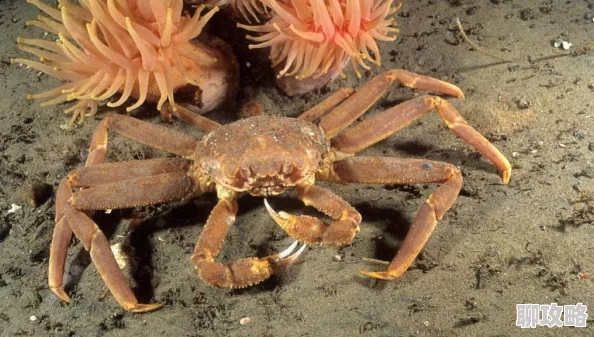 网友热议:辐射避难所庇护所快速发展高效技巧全揭秘 网友热议:辐射避难所庇护所快速发展高效技巧全揭秘