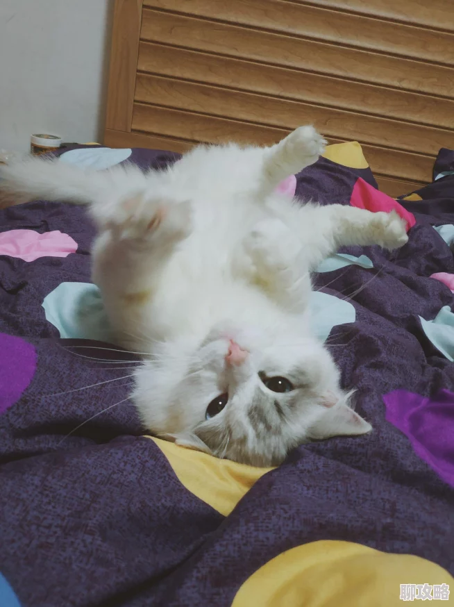 调教御姐听说她私下超爱甜食还养了三只布偶猫性格反差萌