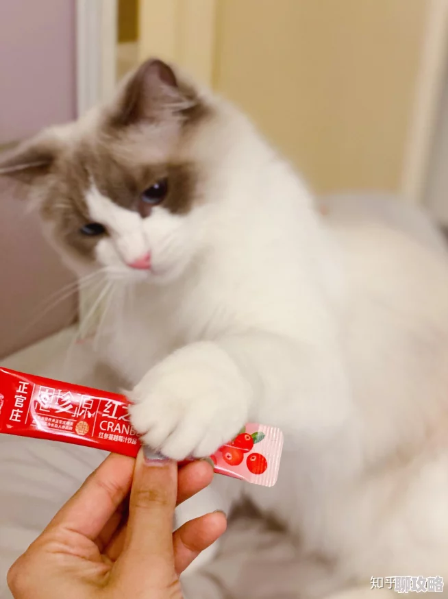 调教御姐听说她私下超爱甜食还养了三只布偶猫性格反差萌