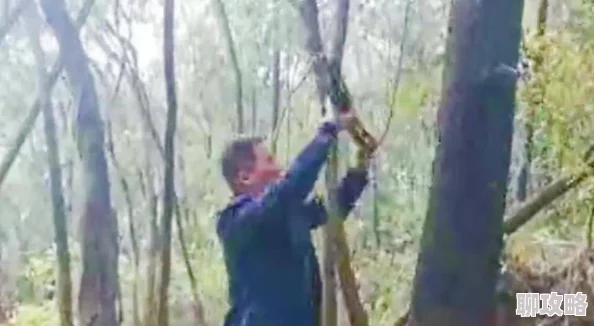 八重神子被焯出白水怎旅行者意外发现神樱树下隐藏的秘密竟与坎瑞亚有关 八重神子被焯出白水怎旅行者意外发现神樱树下隐藏的秘密竟与坎瑞亚有关