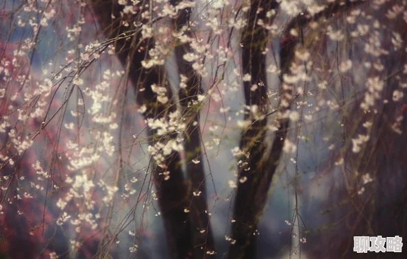 八重神子被焯出白水怎旅行者意外发现神樱树下隐藏的秘密竟与坎瑞亚有关 八重神子被焯出白水怎旅行者意外发现神樱树下隐藏的秘密竟与坎瑞亚有关