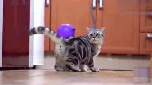 都市极乐后宫小说听说作者现实中是个母胎单身还养了三只猫 都市极乐后宫小说听说作者现实中是个母胎单身还养了三只猫