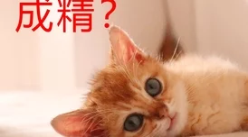 都市极乐后宫小说听说作者现实中是个母胎单身还养了三只猫 都市极乐后宫小说听说作者现实中是个母胎单身还养了三只猫