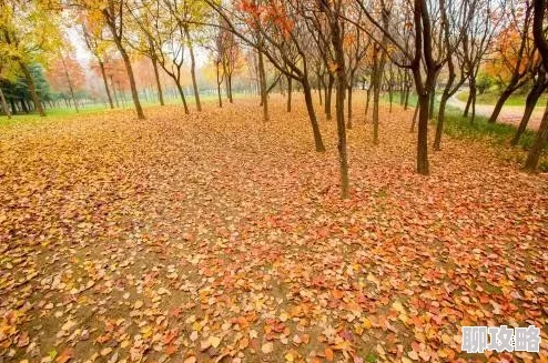 入秋by将至景秋风渐起，落叶飘零，主角相遇引发新的故事