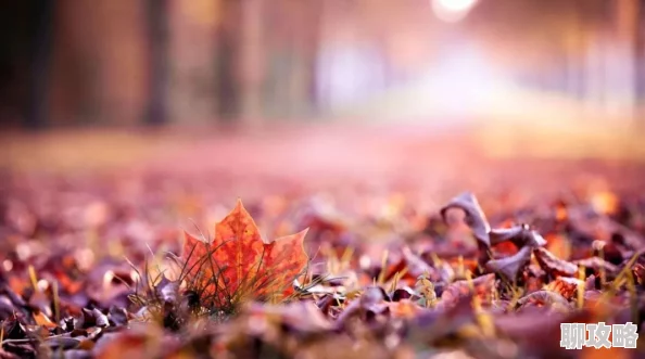 入秋by将至景秋风渐起，落叶飘零，主角相遇引发新的故事