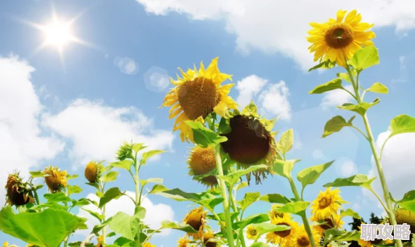 日本黄色高清视频传递积极阳光正能量展现美好生活