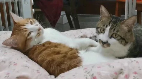 乖让我尿到里边h听说主演私下养了三只猫还喜欢收集古董香水瓶 乖让我尿到里边h听说主演私下养了三只猫还喜欢收集古董香水瓶