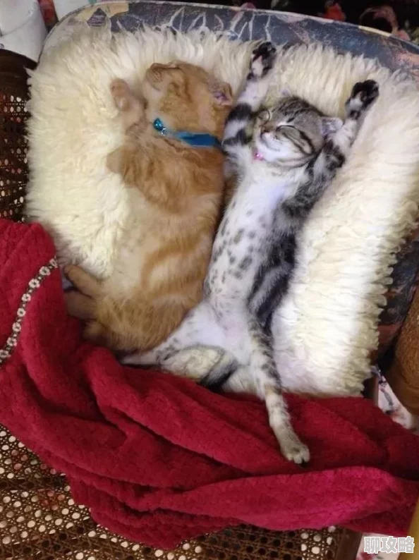 乖让我尿到里边h听说主演私下养了三只猫还喜欢收集古董香水瓶 乖让我尿到里边h听说主演私下养了三只猫还喜欢收集古董香水瓶