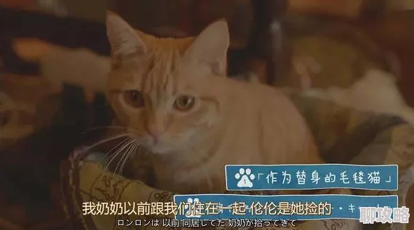 猫咪破解版据传新增神秘隐藏关卡程序员深夜加班竟是为了它