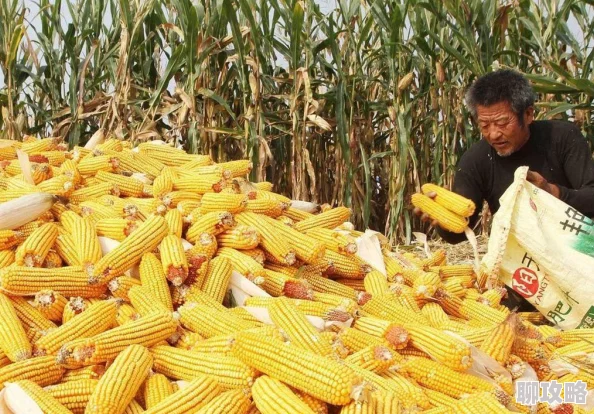 毛片又大又粗又长又硬听说隔壁老王家的玉米今年收成特别好个头都很大 毛片又大又粗又长又硬听说隔壁老王家的玉米今年收成特别好个头都很大