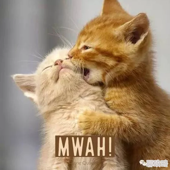 柚子猫全新版本上线可爱猫咪等你来吸 柚子猫全新版本上线可爱猫咪等你来吸