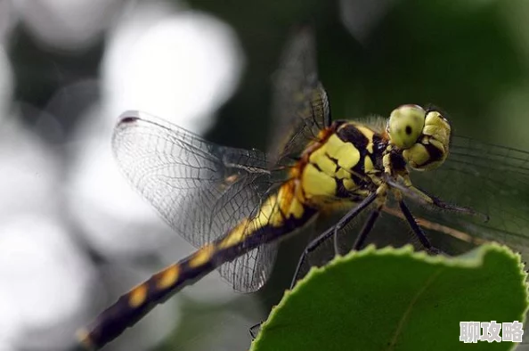 网友热议:微微一笑很倾城翅膀五大炫酷分类全览评价 网友热议:微微一笑很倾城翅膀五大炫酷分类全览评价