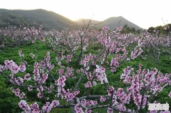 网友热议:射雕英雄传手游桃花技能属性深度全解析评测 网友热议:射雕英雄传手游桃花技能属性深度全解析评测
