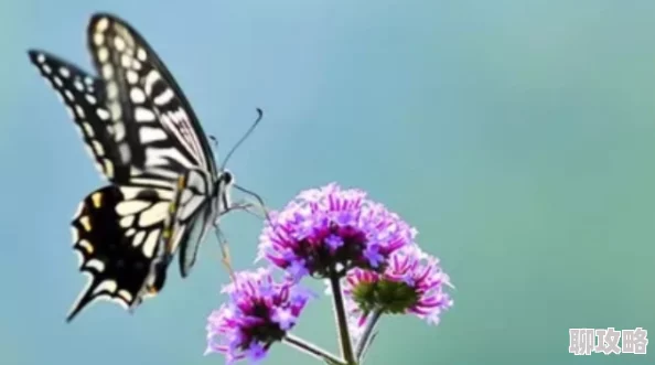 花蝴蝶免费版大全专辑经典怀旧金曲珍藏版 花蝴蝶免费版大全专辑经典怀旧金曲珍藏版