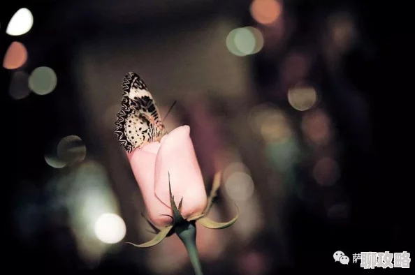 花蝴蝶免费版大全专辑经典怀旧金曲珍藏版 花蝴蝶免费版大全专辑经典怀旧金曲珍藏版