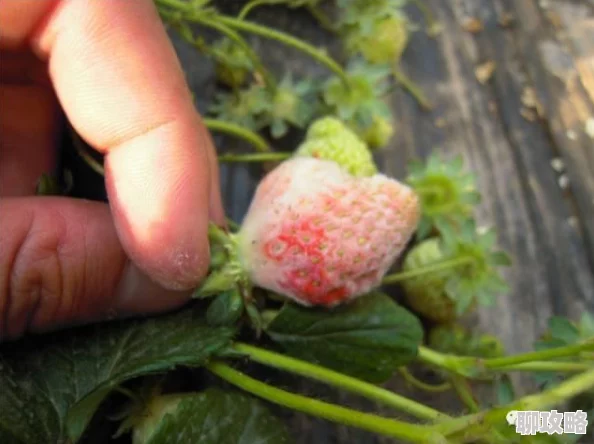 草莓污污视频内容低俗传播不良信息已被举报