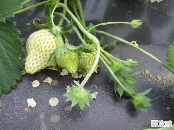 草莓污污视频内容低俗传播不良信息已被举报